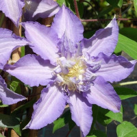 Клематис Thyrislund (группа  2)