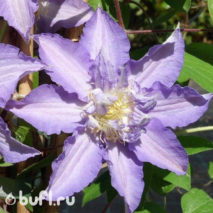 Клематис Thyrislund (группа  2)