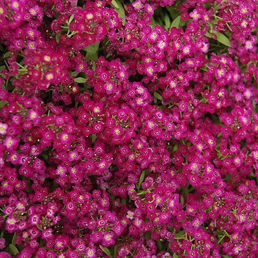 Алиссум Wonderland Deep Rose (семена 10 шт.)