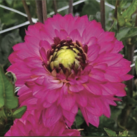 Георгин (Dahlia) Romantica