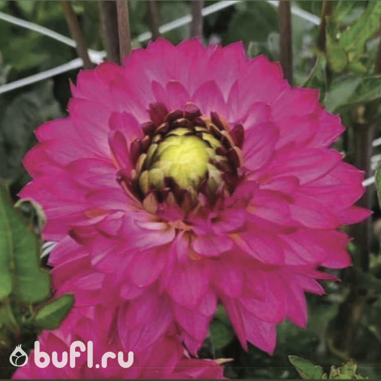 Георгин (Dahlia) Romantica