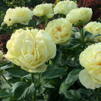 Пион Lemon Chiffon