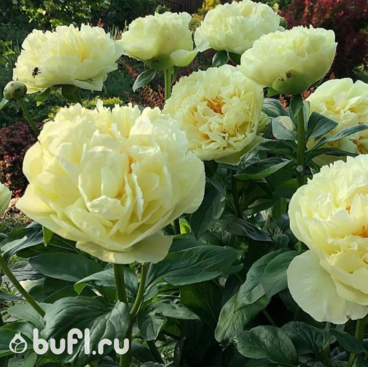 Пион Lemon Chiffon