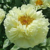 Пион Lemon Chiffon