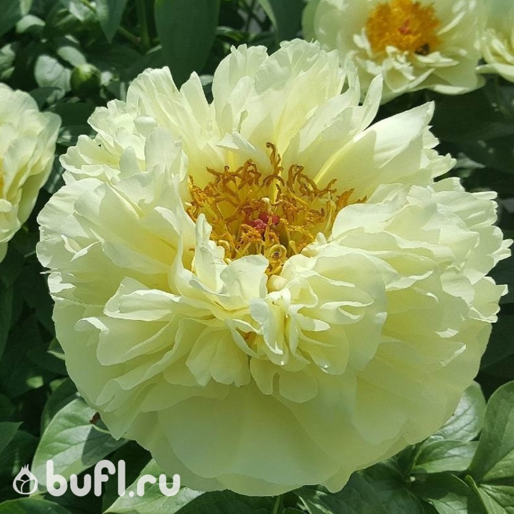 Пион Lemon Chiffon