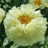 Пион Lemon Chiffon