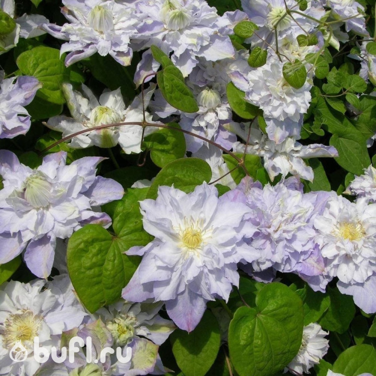 Клематис Veronicas Choice (группа  2)