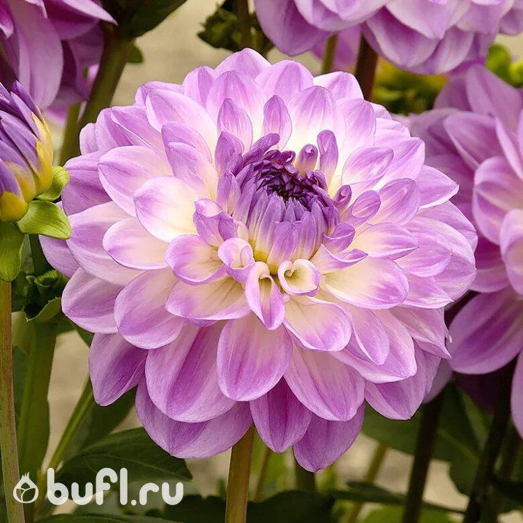Георгин (Dahlia) Mediterrannee