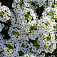 Алиссум Wonderland White (семена 10 шт.)