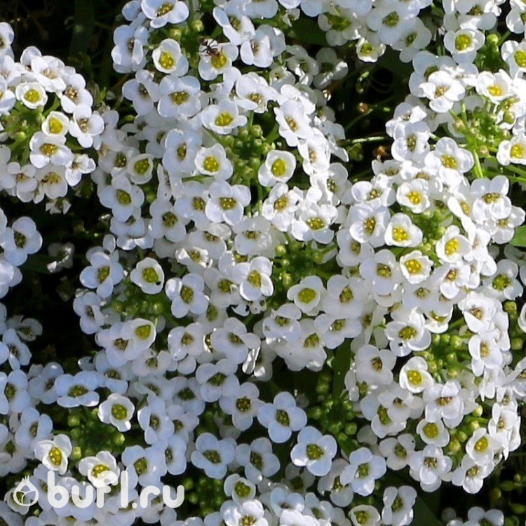 Алиссум Wonderland White (семена 10 шт.) Алиссум Wonderland White (семена 10 шт.)