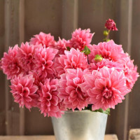 Георгин (Dahlia) Severins Triumph