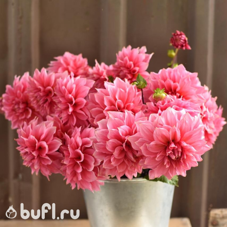 Георгин (Dahlia) Severins Triumph