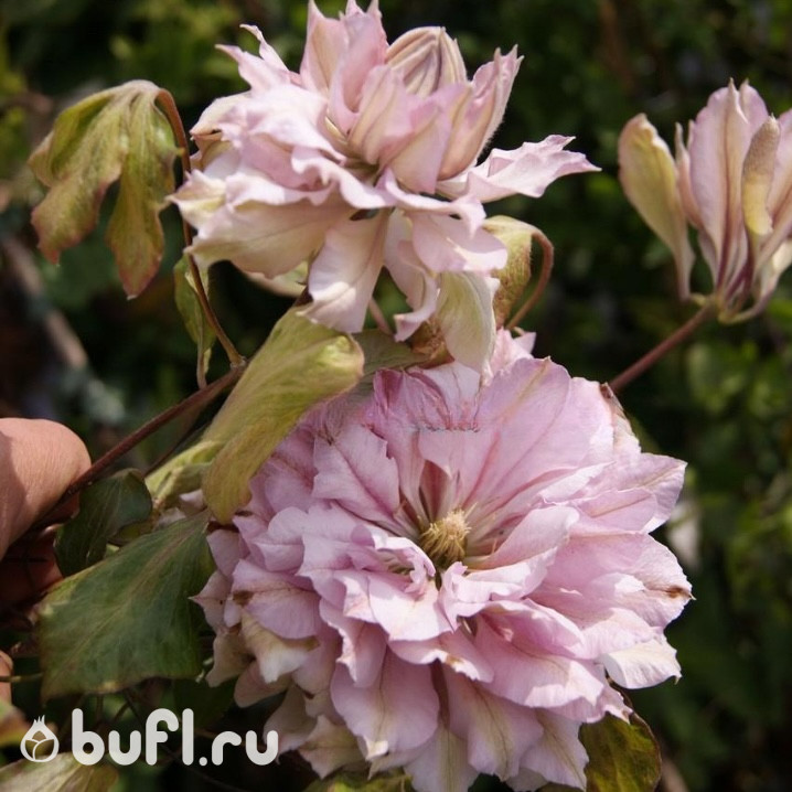 Клематис Violet Elizabeth (группа  2)