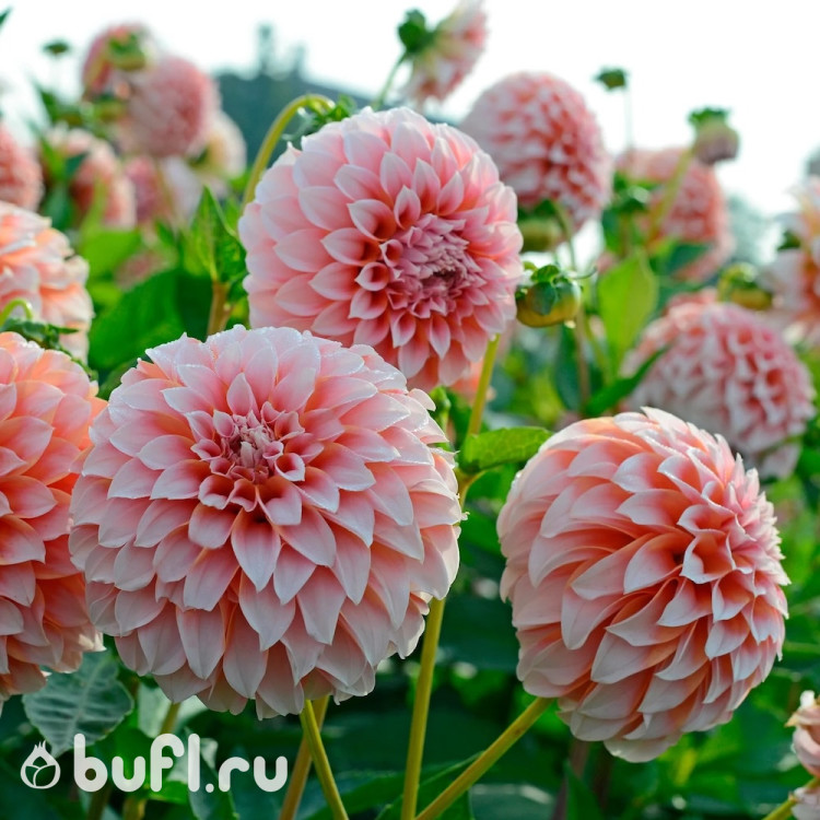 Георгин (Dahlia) Patches