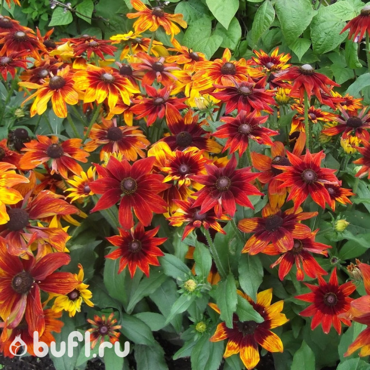 Рудбекия Autumn Colours (семена 10 шт.) Рудбекия Autumn Colours (семена 10 шт.)