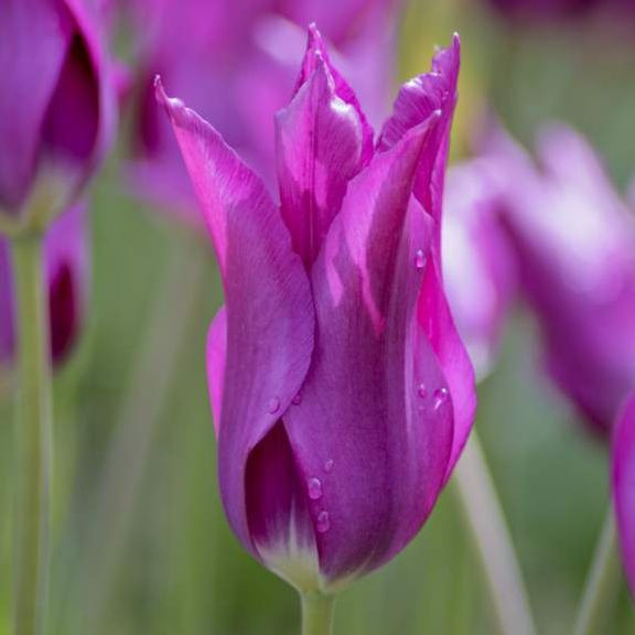 Луковицы тюльпанов Purple Dream 10 шт.