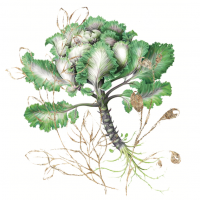 Капуста декоративная Белая  Корал Принц (15 семян)