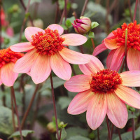 Георгин (Dahlia) Totally Tangerine