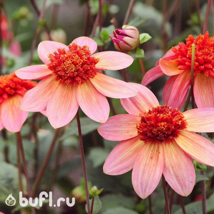 Георгин (Dahlia) Totally Tangerine