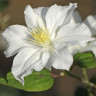 Клематис White Arabella