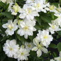 Клематис White Arabella (группа  3)