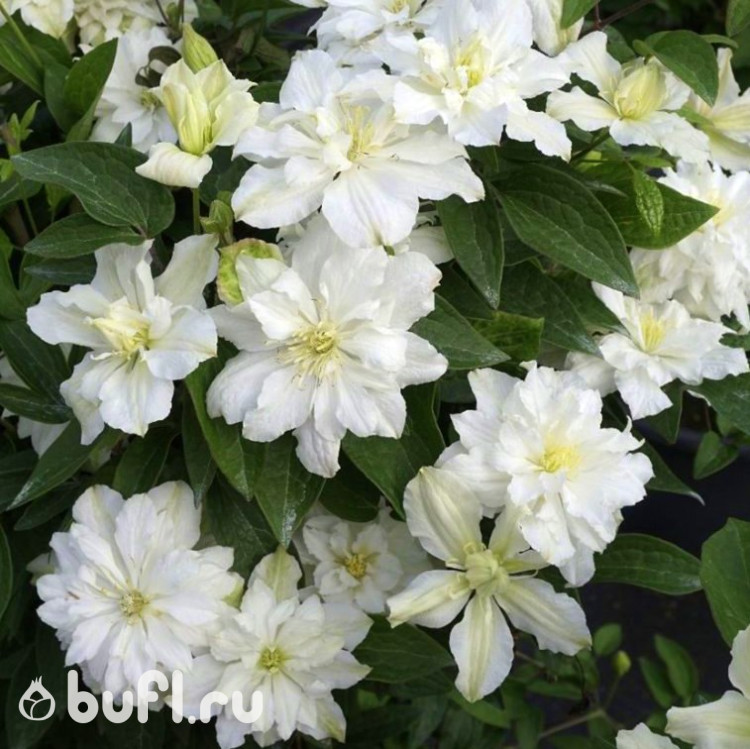 Клематис White Arabella (группа  3)