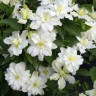 Клематис White Arabella (группа  3)