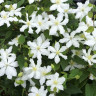 Клематис White Arabella (группа  3)