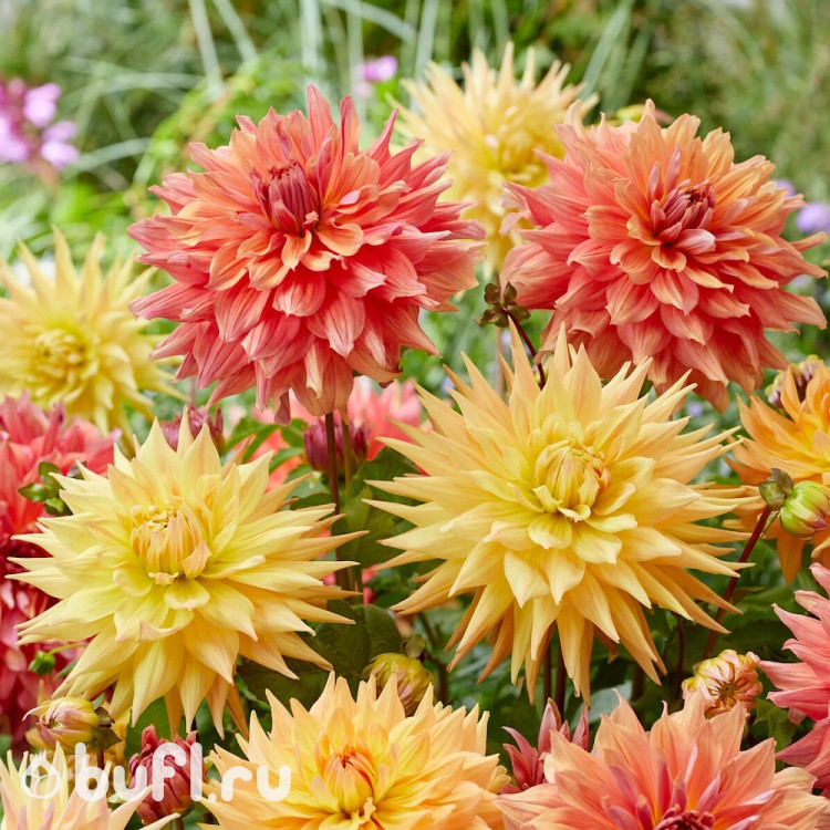 Георгин (Dahlia) Penhill Autumn Shade