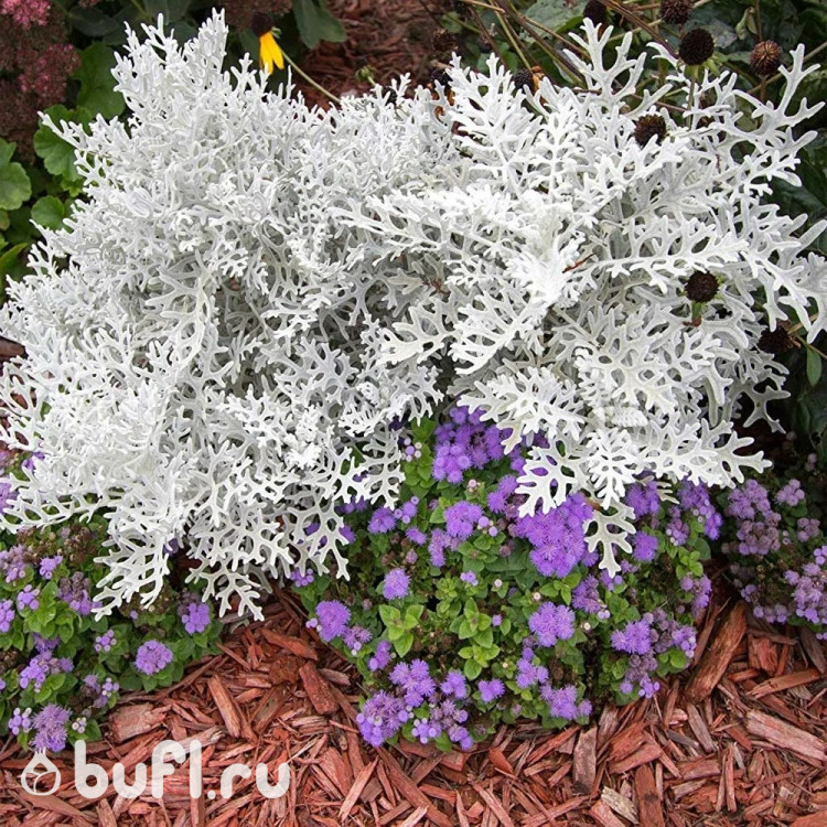 Цинерария Silverdust (семена 10 шт.)