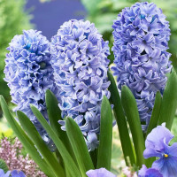 Гиацинт Delft Blue (3 луковицы)