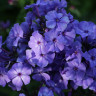 Флокс Blue Paradise