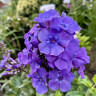 Флокс Blue Paradise