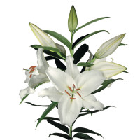 Лилия Crystal Blanca