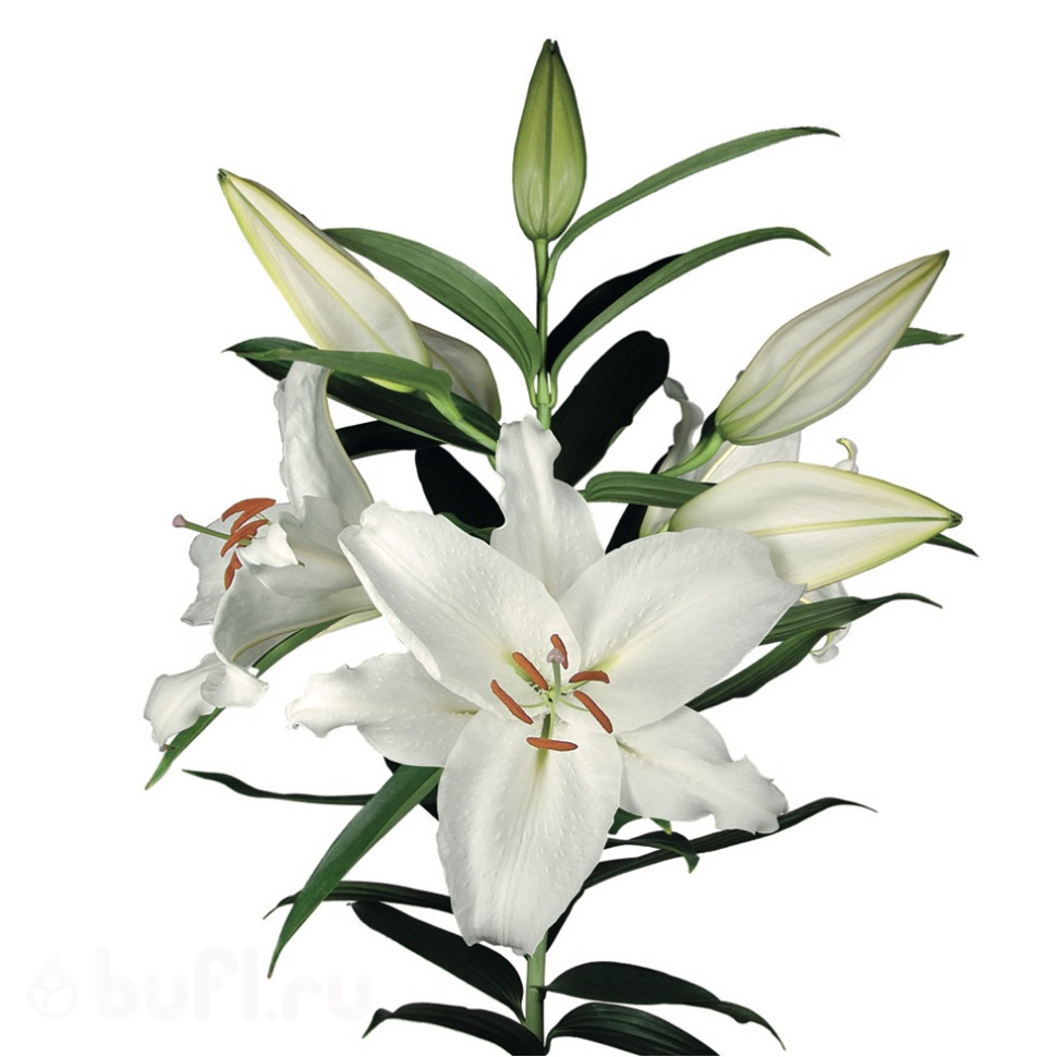 Луковицы лилий Crystal Blanca с доставкой
