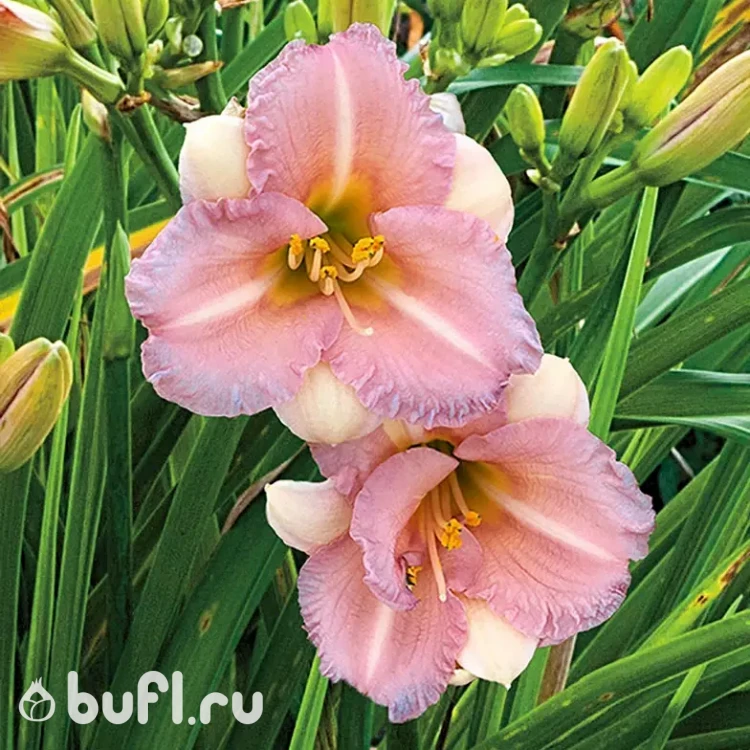 Лилейник Blushing Bluebell