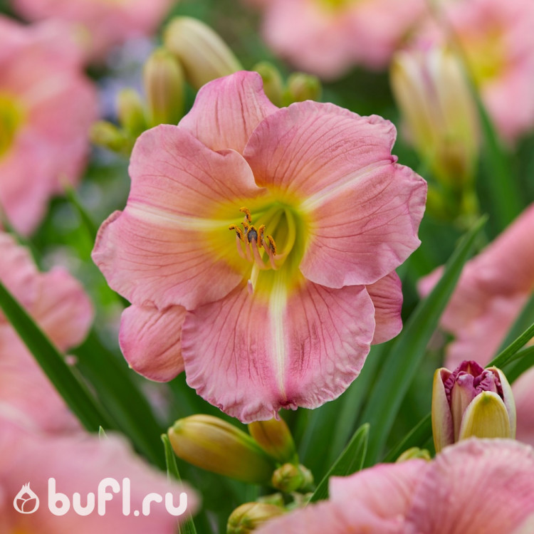 Лилейник Blushing Bluebell Лилейник Blushing Bluebell