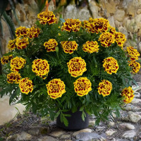 Тагетес Mango Tango (семена 10 шт.)