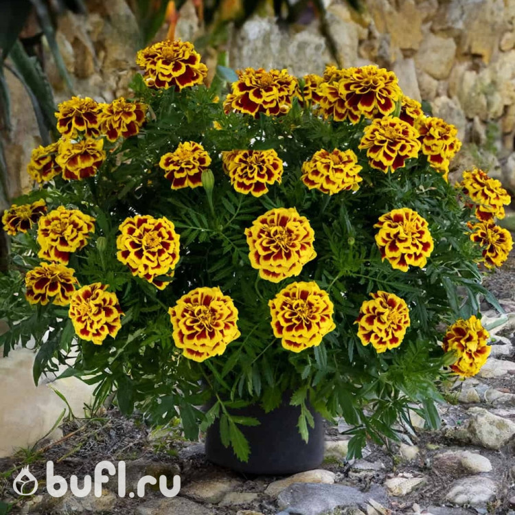 Тагетес Mango Tango (семена 10 шт.)