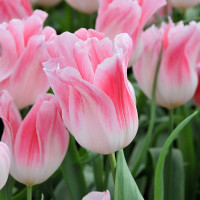 Тюльпан Holland Chic (5 луковиц)