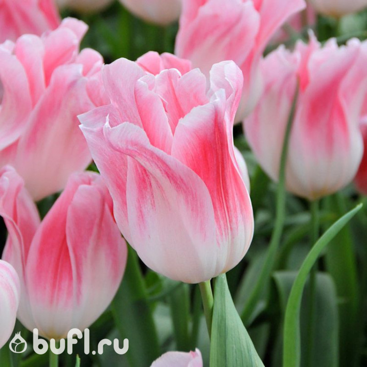 Тюльпан Holland Chic (5 луковиц)