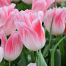Тюльпан Holland Chic (5 луковиц)