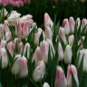 Тюльпан Holland Chic (5 луковиц)