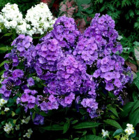 Флокс Amethyst