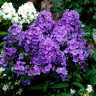 Флокс Amethyst Флокс Amethyst