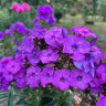 Флокс Amethyst Флокс Amethyst