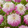 Георгин (Dahlia) Pink Petticoat Георгин (Dahlia) Pink Petticoat