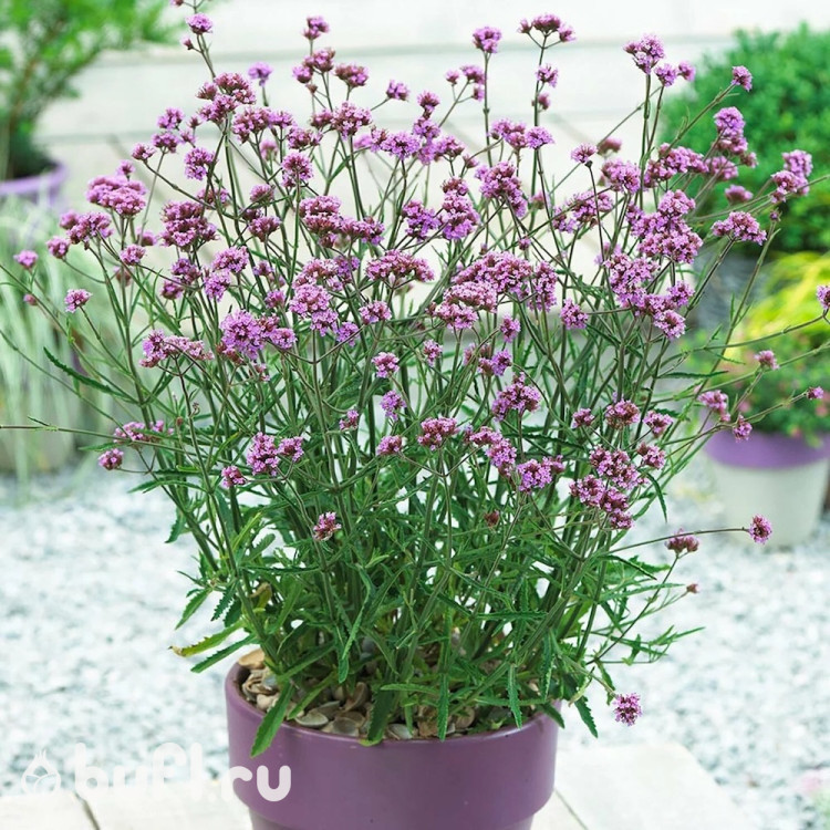 Вербена бонарская Vainty (семена 10 шт.) Вербена бонарская Vainty (семена 10 шт.)