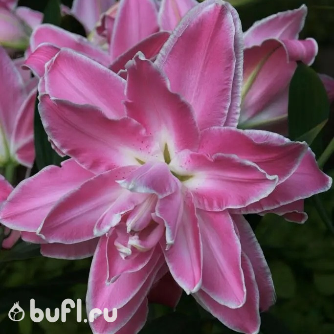 Лилия Лотус Вандер (Lotus Wonder)