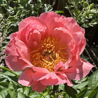 Пион Корал Шарм (Coral Charm)